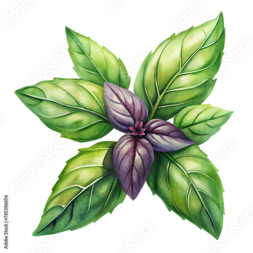 mint leaf herb on transparent background png clipart