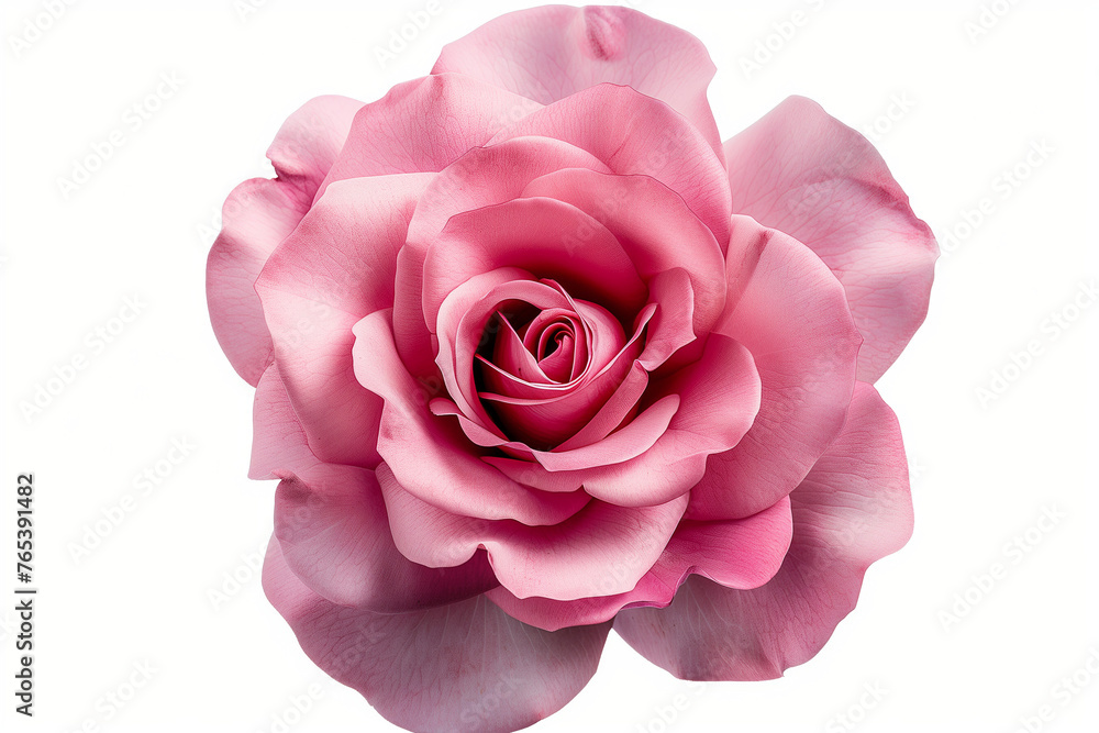 Fototapeta premium pink rose