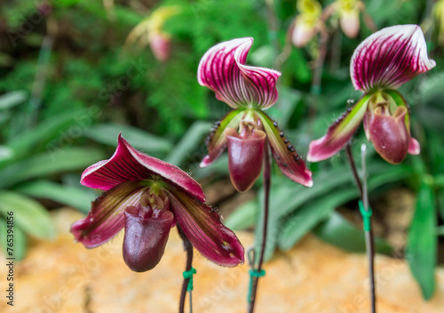 Beautiful flowers of Paphiopedilum orchid photo