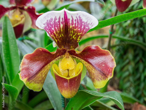 Beautiful flowers of Paphiopedilum orchid photo