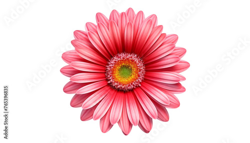 pink gerber daisy flower top view isolated on transparent background cutout