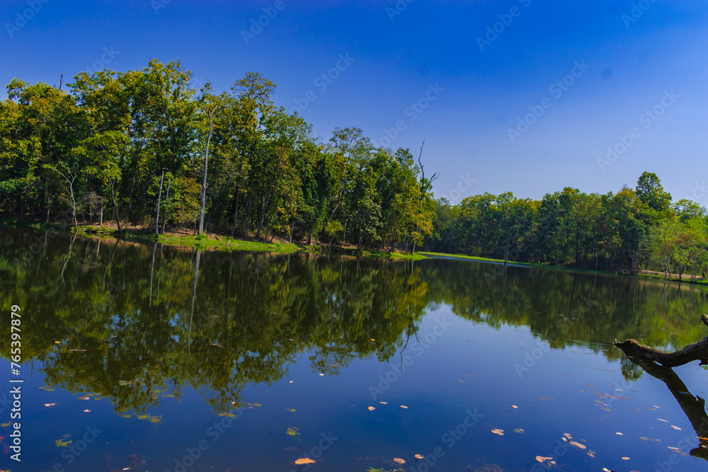 reflection of trees in water