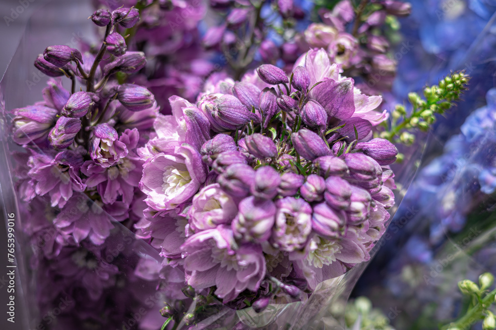 blue and purple lilac flowers