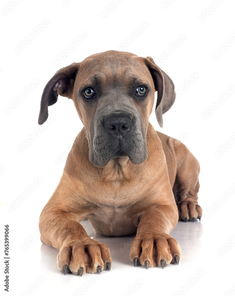 Obraz premium puppy cane corso