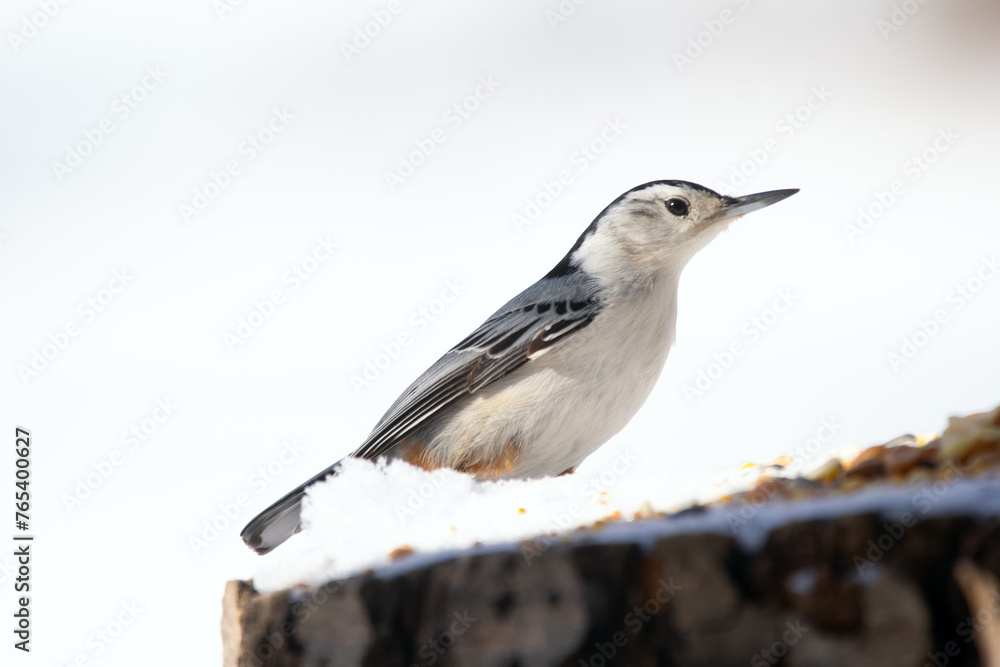 White-breasted nuthatch is standing on a stump with seeds in winter. White-breasted nuthatch is standing on a stump with seeds in winter.