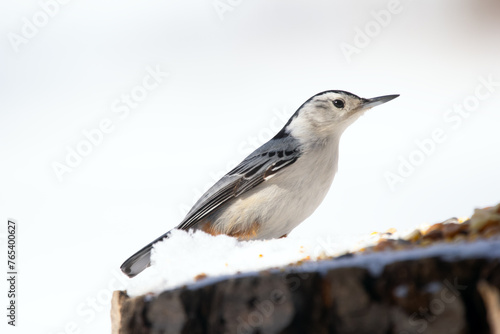 White-breasted nuthatch is standing on a stump with seeds in winter.