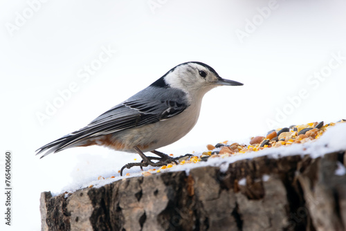 White-breasted nuthatch is standing on a stump with seeds in winter. © Saeedatun