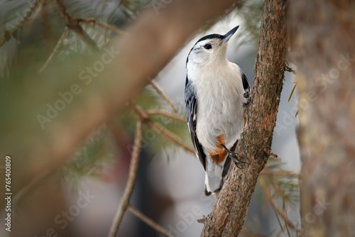 White-breasted nuthatch is perched on a spruce tree in winter park.