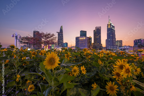 Sunset sunflower field in Thu Duc City, Ho Chi Minh city, Viet Nam  photo