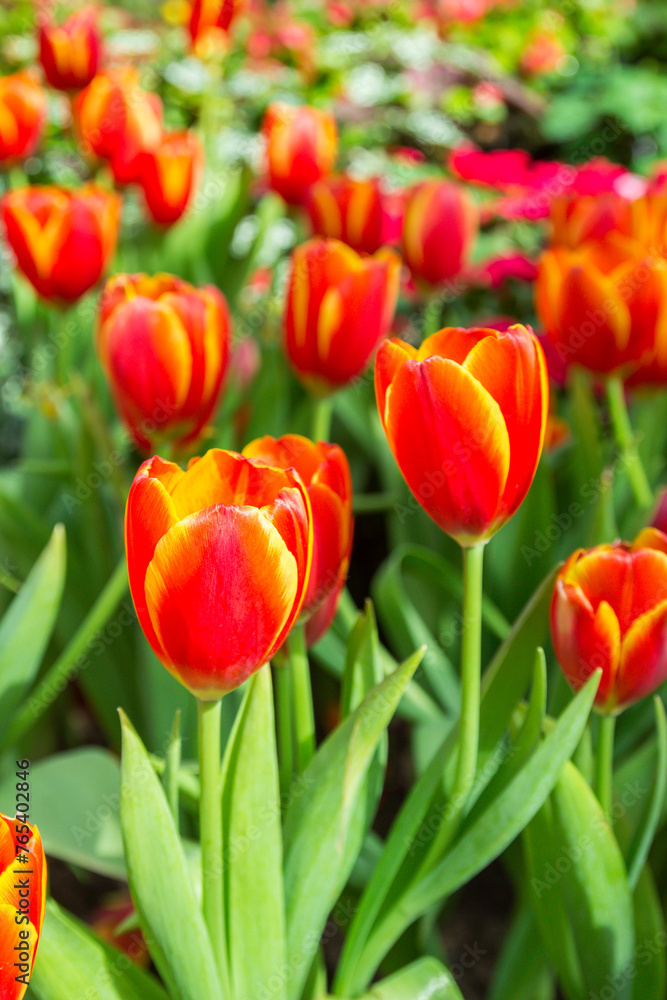 Group of red tulips in the park Group of red tulips in the park