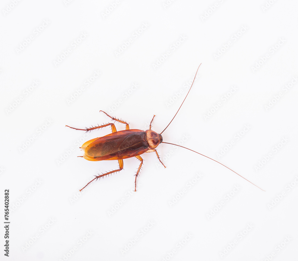 Dead cockroach on white background Dead cockroach on white background