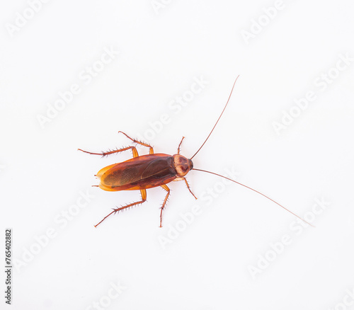 Dead cockroach on white background © nilawan