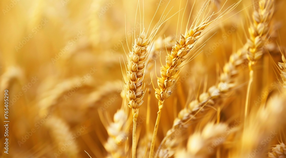 golden wheat field in summer - obrazy, fototapety, plakaty 