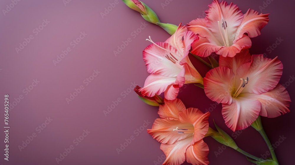 Pink Flowers on Purple Background Pink Flowers on Purple Background