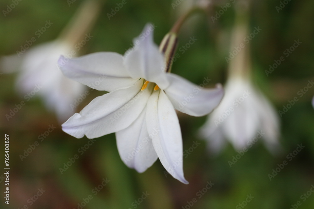 Fototapeta premium ハナニラ