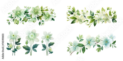 Hellebore branches with green leaves watercolor illustration. Flat vector illustration isolated on white