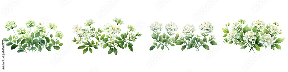 Candytuft branches with green leaves watercolor illustration. Flat vector illustration isolated on white background