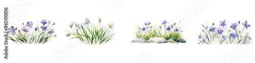 Blue-eyed Grass branches with green leaves watercolor illustration. Flat vector illustration isolated on white background photo