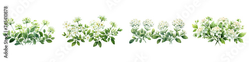 Candytuft branches with green leaves watercolor illustration. Flat vector illustration isolated on white background