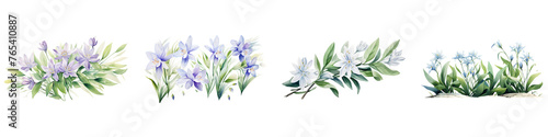 Chionodoxa branches with green leaves watercolor illustration. Flat vector illustration isolated on white background