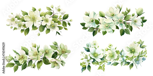 Fototapeta Naklejka Na Ścianę i Meble -  Lenten Rose branches with green leaves watercolor illustration. Flat vector illustration isolated on white background