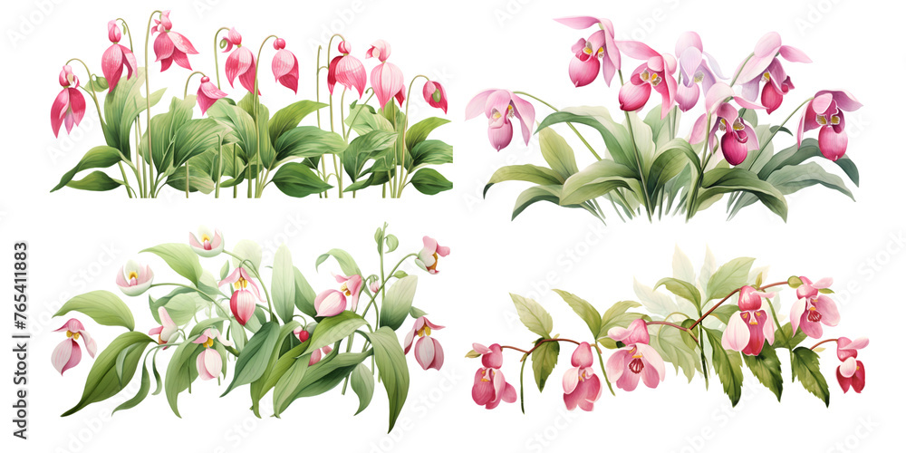 Pink Lady's Slipper branches with green leaves watercolor illustration. Flat vector illustration isolated on white background
