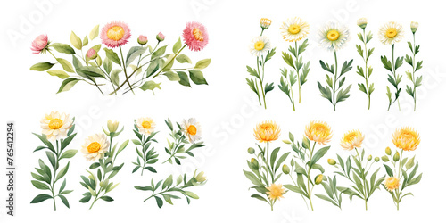 Strawflower branches with green leaves watercolor illustration. Flat vector illustration isolated on white background