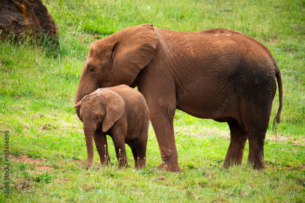 Elephant with her calf eating grass