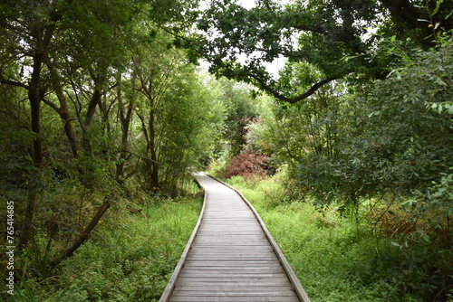 Fototapeta Naklejka Na Ścianę i Meble -  Wooden Boardwalk Amidst Brittany's Trevou-Treguignec Marsh