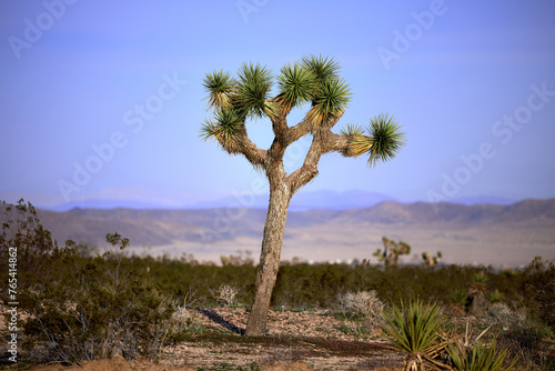 Joshua tree on barren land against blue sky