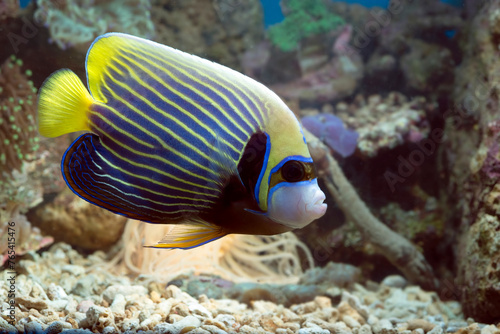 Marine fishes with beautiful corals