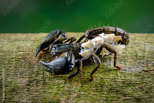 female  scorpion carrying her new cub on her back photo