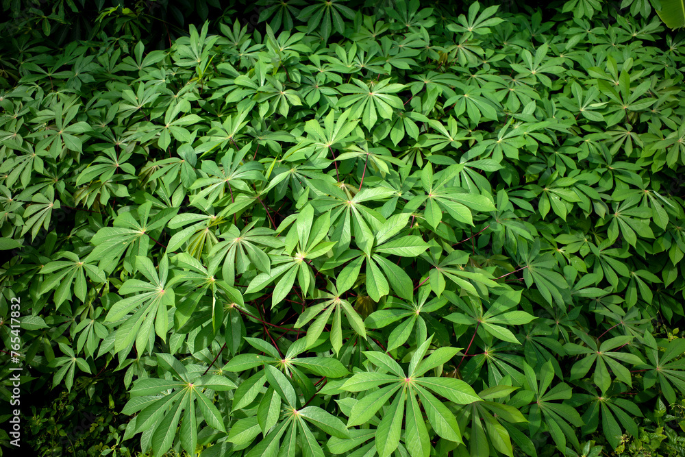 Obraz premium Cassava, Mandioa, Manioc, Tapioca trees (Manihot esculenta), young green leaves