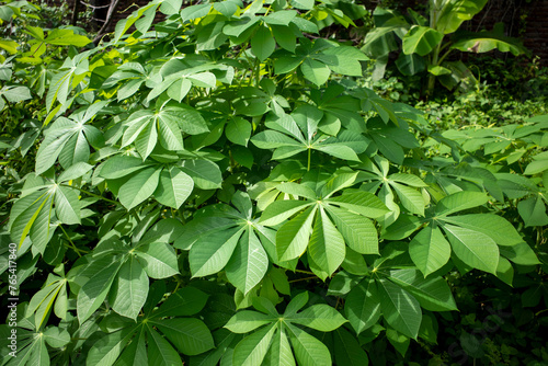 Wallpaper Mural Cassava, Mandioa, Manioc, Tapioca trees (Manihot esculenta), young green leaves Torontodigital.ca