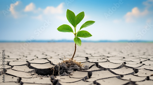 A little tree growing from the ground. Global warming, Nature, Lands. causes soil to Crack, leading to environmental disaster and death of plants