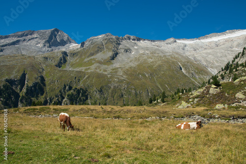 View of alpine alndscape with wild cows in Alto Adige, Italy