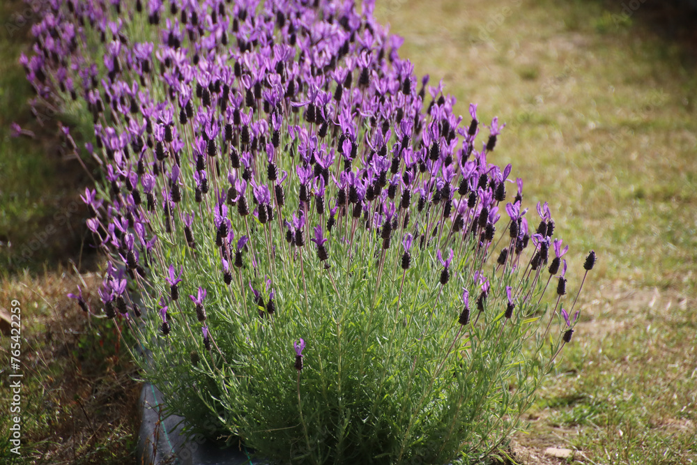 Obraz premium field of lavender