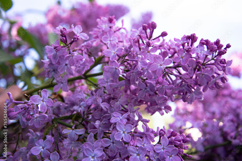 Obraz premium Beautiful lilac branches in close-up. Spring shrubs. The Botanical Garden.