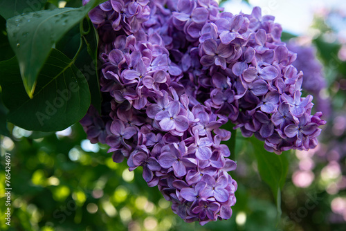 Beautiful lilac branches in close-up. Spring shrubs. The Botanical Garden.