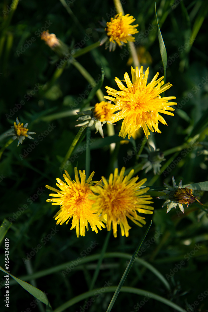 Dandelion in the green grass close-up. Dandelion in the green grass close-up.