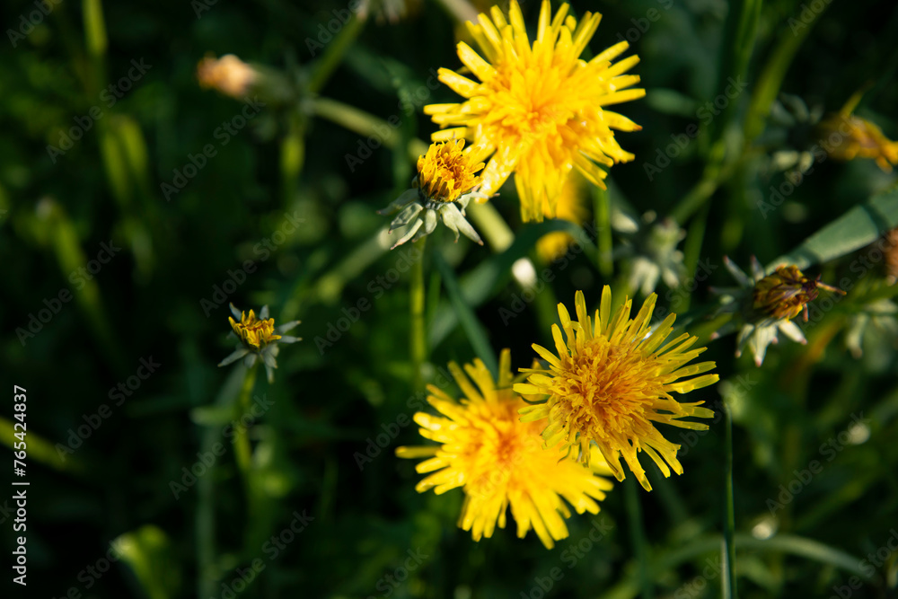 Dandelion in the green grass close-up. Dandelion in the green grass close-up.