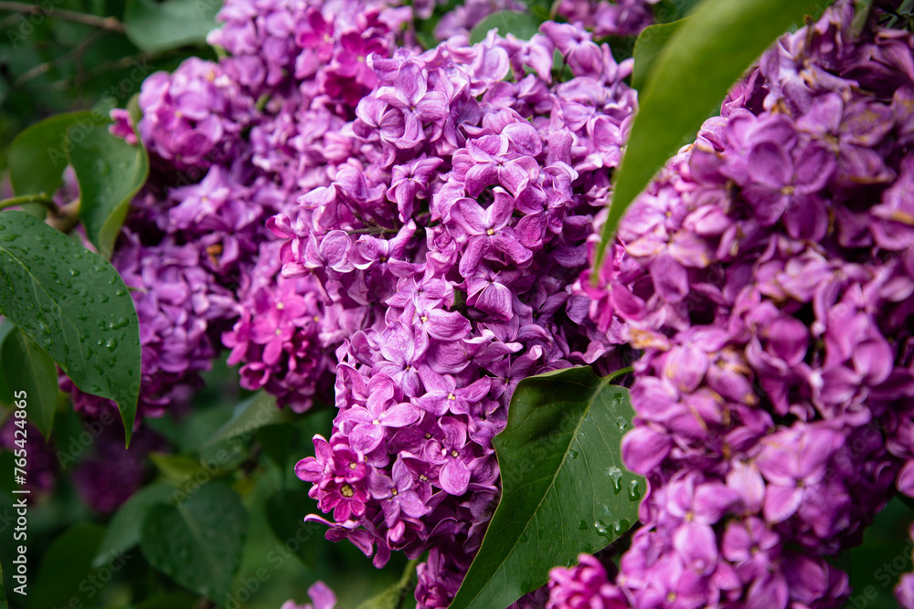 Beautiful lilac branches in close-up. Spring shrubs. The Botanical Garden. Beautiful lilac branches in close-up. Spring shrubs. The Botanical Garden.