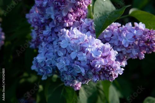 Beautiful lilac branches in close-up. Spring shrubs. The Botanical Garden.