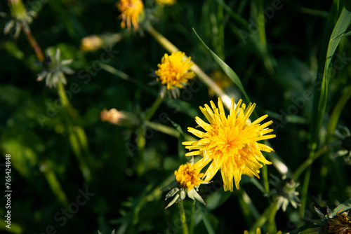 Dandelion in the green grass close-up. © Denis