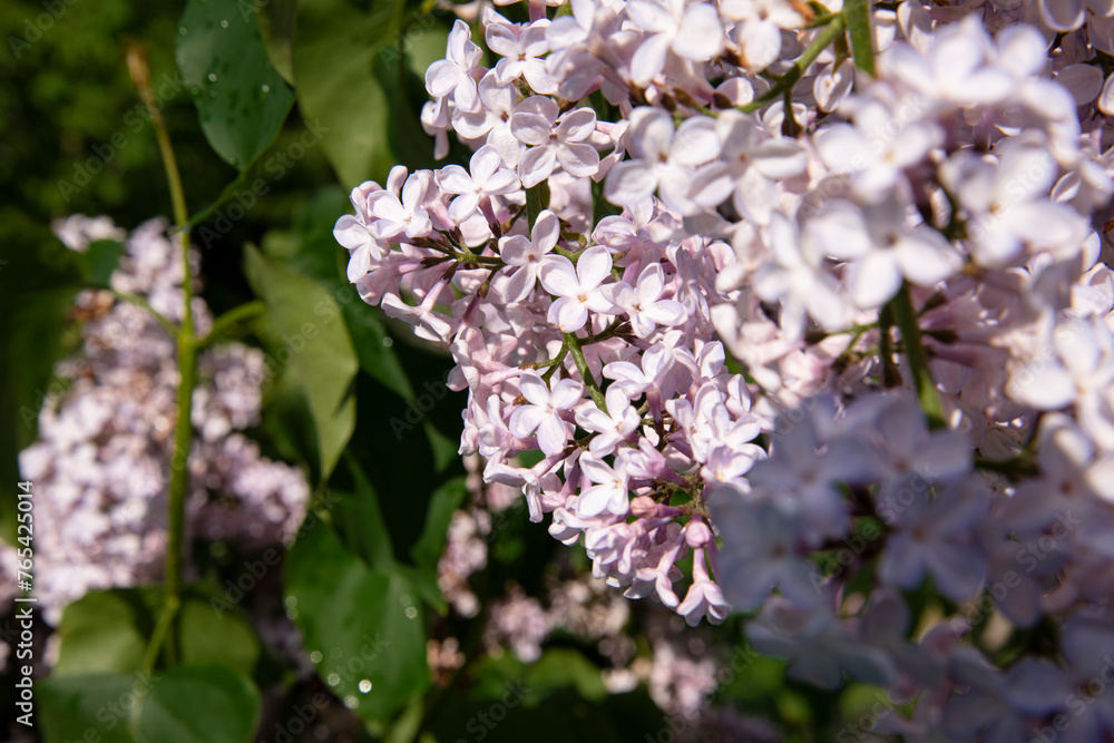 Beautiful lilac branches in close-up. Spring shrubs. The Botanical Garden. Beautiful lilac branches in close-up. Spring shrubs. The Botanical Garden.