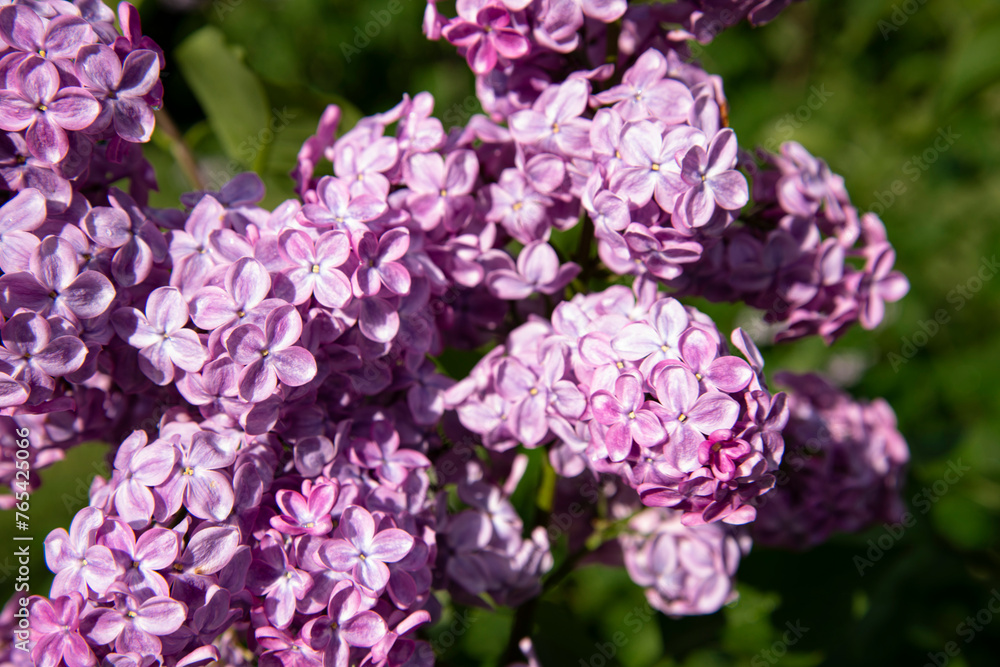 Beautiful lilac branches in close-up. Spring shrubs. The Botanical Garden. Beautiful lilac branches in close-up. Spring shrubs. The Botanical Garden.