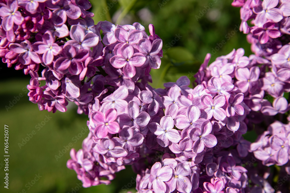 Beautiful lilac branches in close-up. Spring shrubs. The Botanical Garden. Beautiful lilac branches in close-up. Spring shrubs. The Botanical Garden.