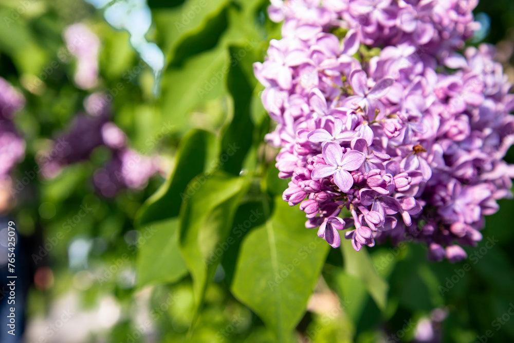 Beautiful lilac branches in close-up. Spring shrubs. The Botanical Garden. Beautiful lilac branches in close-up. Spring shrubs. The Botanical Garden.