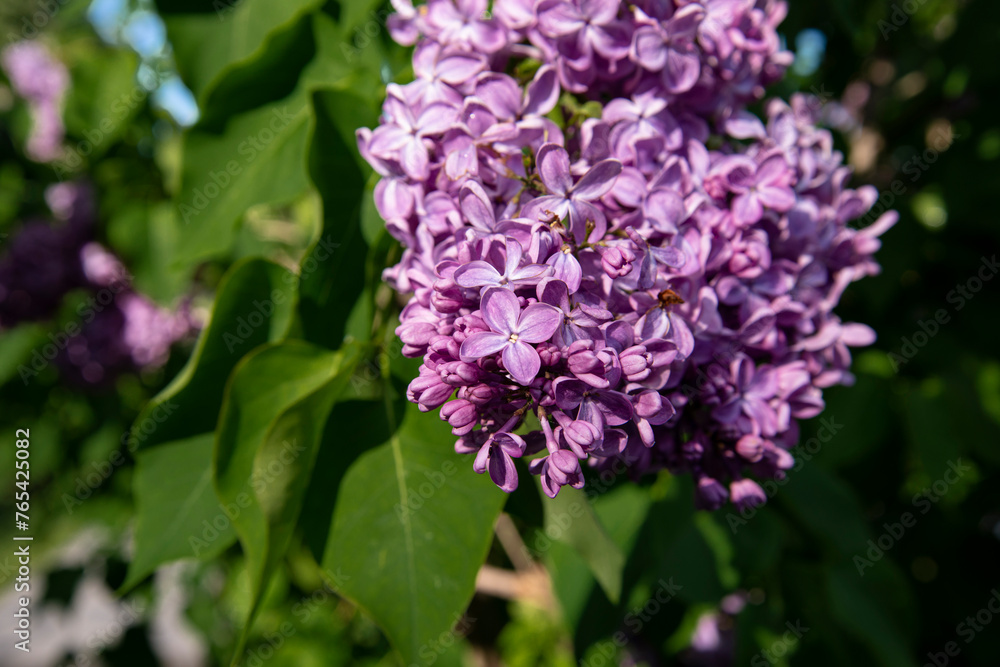 Beautiful lilac branches in close-up. Spring shrubs. The Botanical Garden. Beautiful lilac branches in close-up. Spring shrubs. The Botanical Garden.