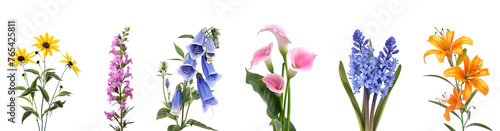 Common summer Perennial flowers on white background, poster, Generative AI image. photo
